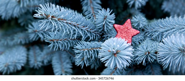 Blue Pine branches and red Christmas star.Christmas winter background.
