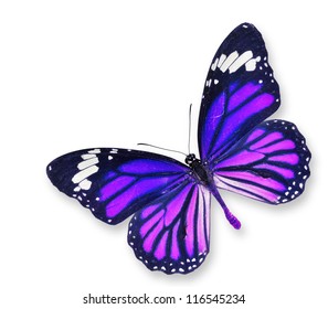 Blue Pink Butterfly Isolated On White Stock Photo 116545234 | Shutterstock