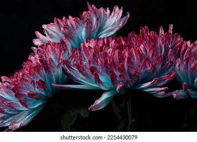 Blue Pink Chrysanthemum Flower In A Black Vase Against A Dark And Moody Black Background With Dramatic Lighting.  No People