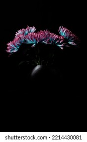 Blue Pink Chrysanthemum Flower In A Black Vase Against A Dark And Moody Black Background With Dramatic Lighting.  No People