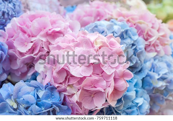 紫陽花特寫的藍色和粉紅色的花朵 天然紫陽花花背景 淺dof 庫存照片 立刻編輯