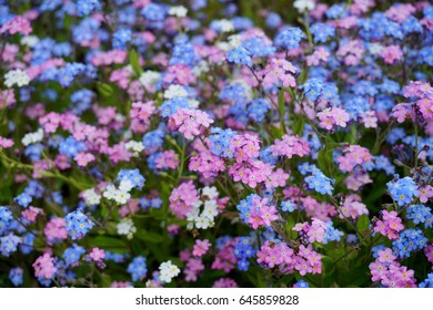 Blue Pink Forgetmenot Flowers Myosotis Sylvatica Stock Photo Edit Now