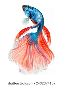 Blue and pink Halfmoon Betta splendens or siamese fighting fish isolated on white background, With clipping path.