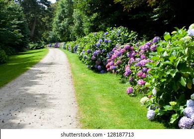 Blue And Pink Hydrangea In The Garden