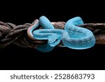 Blue pit viper in dark background