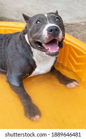 Blue pitbull with cropped ears in kiddy pool at animal shelter