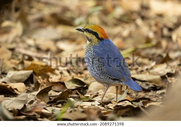 Blue pitta bird..Colorful blue\
pitta bird standing on the ground looking for food,\
rearview.	