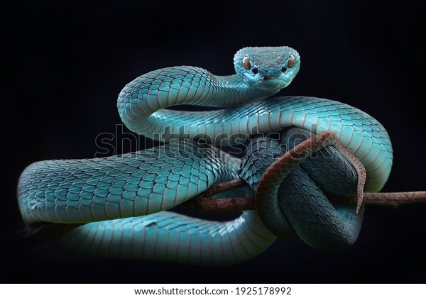 pit viper blue