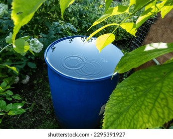 Blue, plastic water barrel reused for collecting and storing rainwater for watering plants full with water and water dripping from the roof during summer day surrounded with vegetation - Shutterstock ID 2295391927