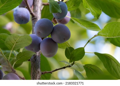 A Blue Plum On The Branches Of A Tree In The Garden.