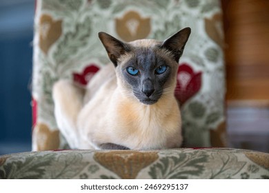 Blue point Siamese cat, domestic family pet, blue eyes, pedigree breed pure bred, close portrait - Powered by Shutterstock