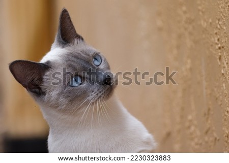 Blue Point Siamese Cat Exploring