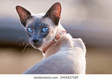 blue point siamese cat, blue eyes, domestic short hair, purebred pedigree, family pet, portrait close - Powered by Shutterstock