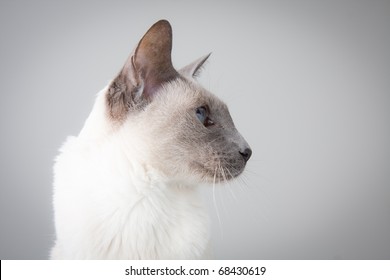 Blue Point Siamese Cat posing on gray background - Profile Portrait