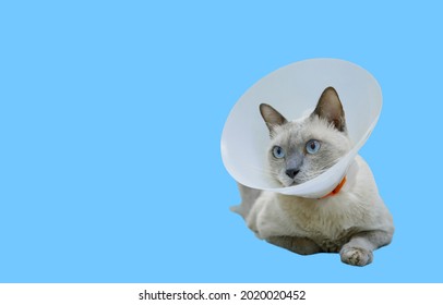 Blue Point Siamese Cat Sick Put Collar, Isolated And Clipping Path