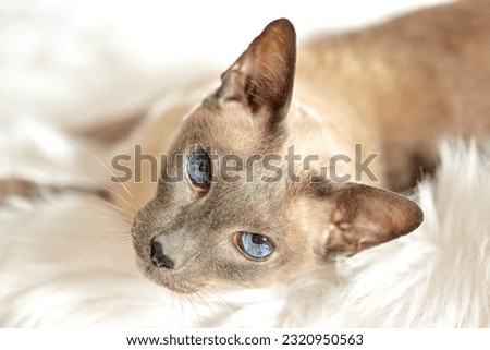 Blue Point Siamese thoroughbred cat