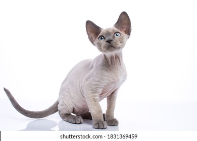 Blue Point Teenage Devon Rex Kitten Stock Photo 1831369462 | Shutterstock