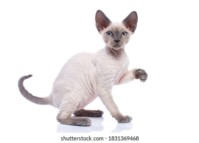Blue point teenage Devon Rex kitten in playful poses isolated on white background