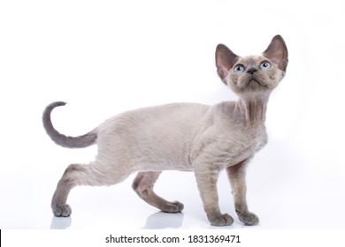 Blue point teenage Devon Rex kitten in playful poses isolated on white background