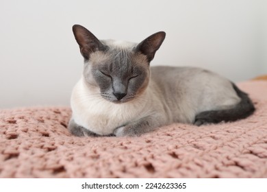 Blue point tonkinese cat enjoying a midday nap on a comfy crocheted blanket - Powered by Shutterstock