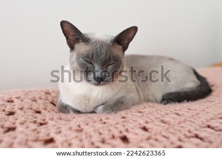 Blue point tonkinese cat enjoying a midday nap on a comfy crocheted blanket