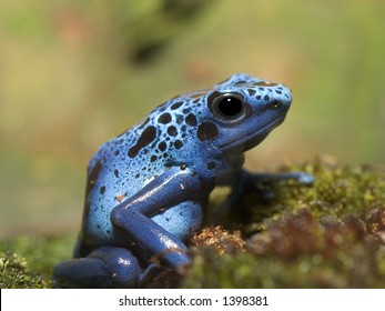 Blue Poison Dart Frog