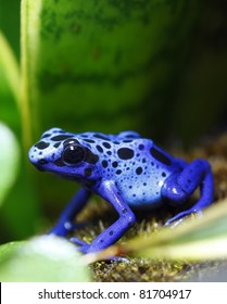 Blue Poison Dart Frog