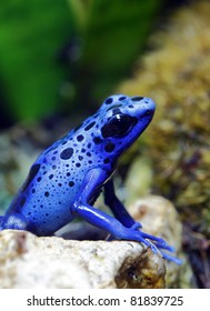 Blue Poison Dart Frog Dendrobates Azureus Stock Photo 105879995 ...