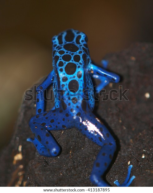 Blue poison dart\
frog