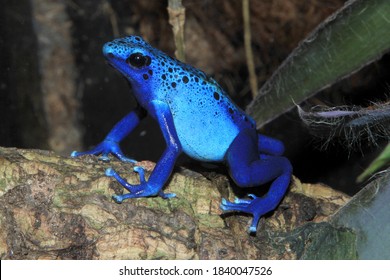 2,111 Blue poison arrow frog Images, Stock Photos & Vectors | Shutterstock