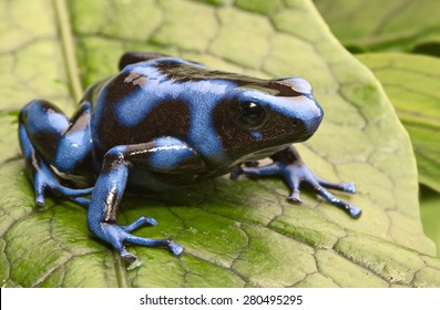 2,111 Blue poison arrow frog Images, Stock Photos & Vectors | Shutterstock