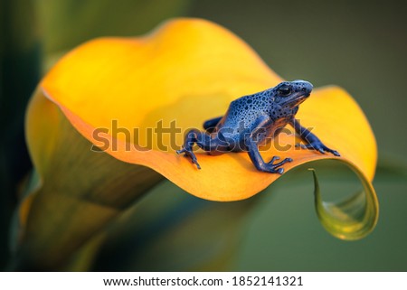 Blue poison dart frog (Dendrobates tinctorius azureus) is poisonous frog which can be found in southern Suriname. The poison can paralyze or even kill the predator. Dark spots are unique to each frog
