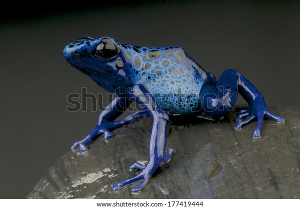 Blue poison dart\
frog / Dendrobates azureus