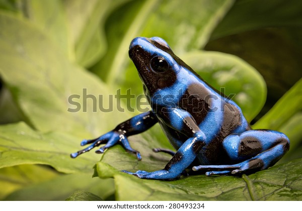 blue\
poison dart frog, Dendrobates auratus from the tropical rain forest\
of Panama, a beautiful poisonous rainforest\
animal