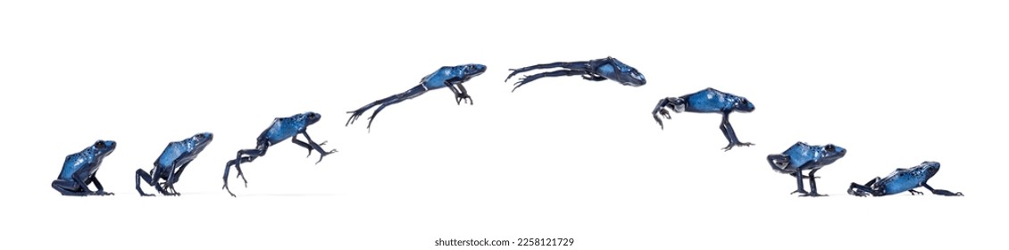 Blue poison dart frog Jumping Animation Sequence, Dendrobates tinctorius azureus, isolated on white