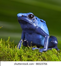 Blue Poison Dart Frog, Poisonous Animal Of Amazon Rainforest In Suriname, Endangered Species Kept As Cute Exotic Pet In Rain Forest Terrarium, Jungle Amphibian