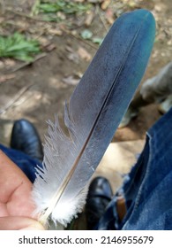 Blue Pombo Bird From Seram Island