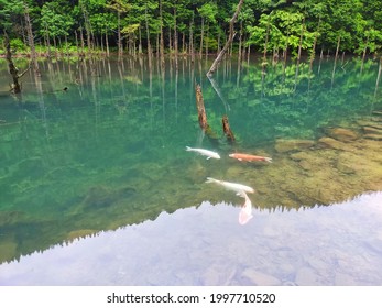 blue pond and carp in japan