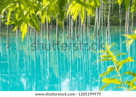 Similar – Pool with jungle