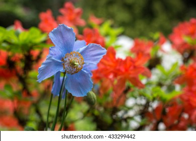 Blue Poppy In Butchart Gardens