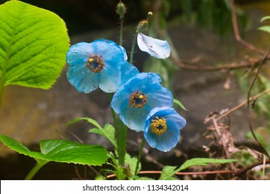 Blue Poppy Flowers Shot At Valley Of Flowers National Park Trek, India