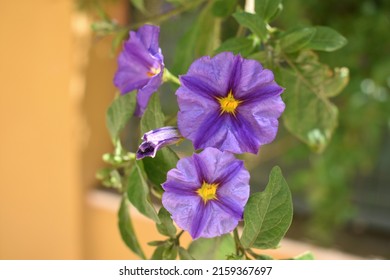 The Blue potato bush flower ( latin  Lycianthes rantonnetii) , or Paraguay nightshade, is a species of flowering plant in the nightshade family Solanaceae, native to South America. Botany flora. 