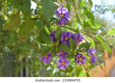 The Blue potato bush flower ( latin  Lycianthes rantonnetii) , or Paraguay nightshade, is a species of flowering plant in the nightshade family Solanaceae, native to South America. Botany flora. 