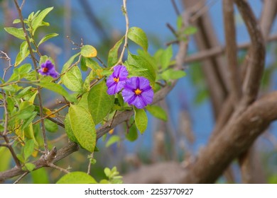 blue potato bush, Lycianthes rantonnetii, in Simon's Town, South Africa - Shutterstock ID 2253770927