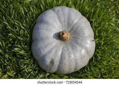 Blue Pumpkin In Grass Bed