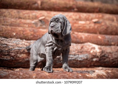 Neapolitan Mastiff Images Stock Photos Vectors Shutterstock