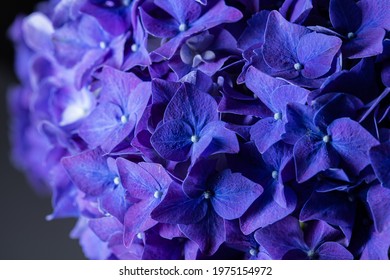 Blue Purple Beautiful Flowers Hydrangea Delphinium In Bloom Bouquet Closeup Still