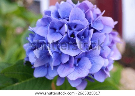 Blue or Purple Bigleaf Mophead Hydrangea Flower Close Up