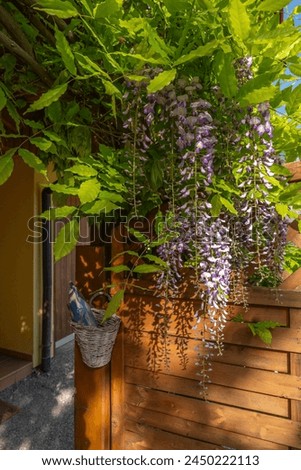 Blue purple blooming wisteria in the entrance to the house next to the seating area, spring bloomers with green leaves on the house facade, wooden house with climbing plant