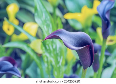 Blue With Purple Color Calla Lily In Botanic Garden